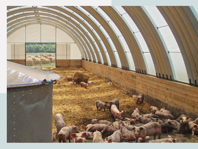 Строительство свинарников в Сафонове