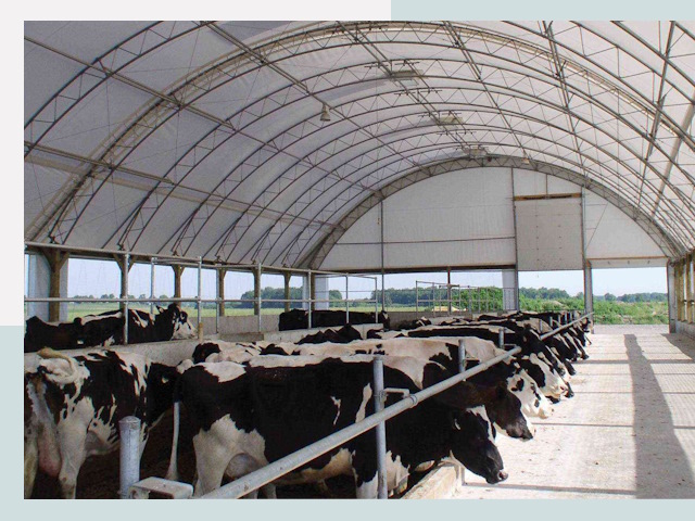 Тентовые коровники в Сафонове